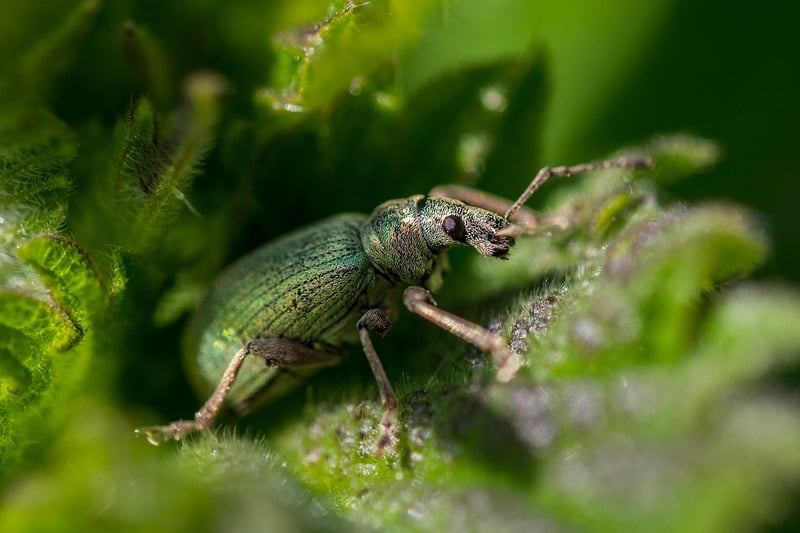 Pest Prevention