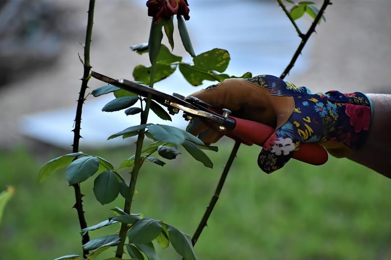 Pruning Guide